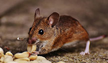 24 Hour & Emergency Exterminators in Limekiln, PA